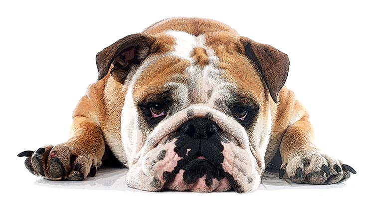Bulldog